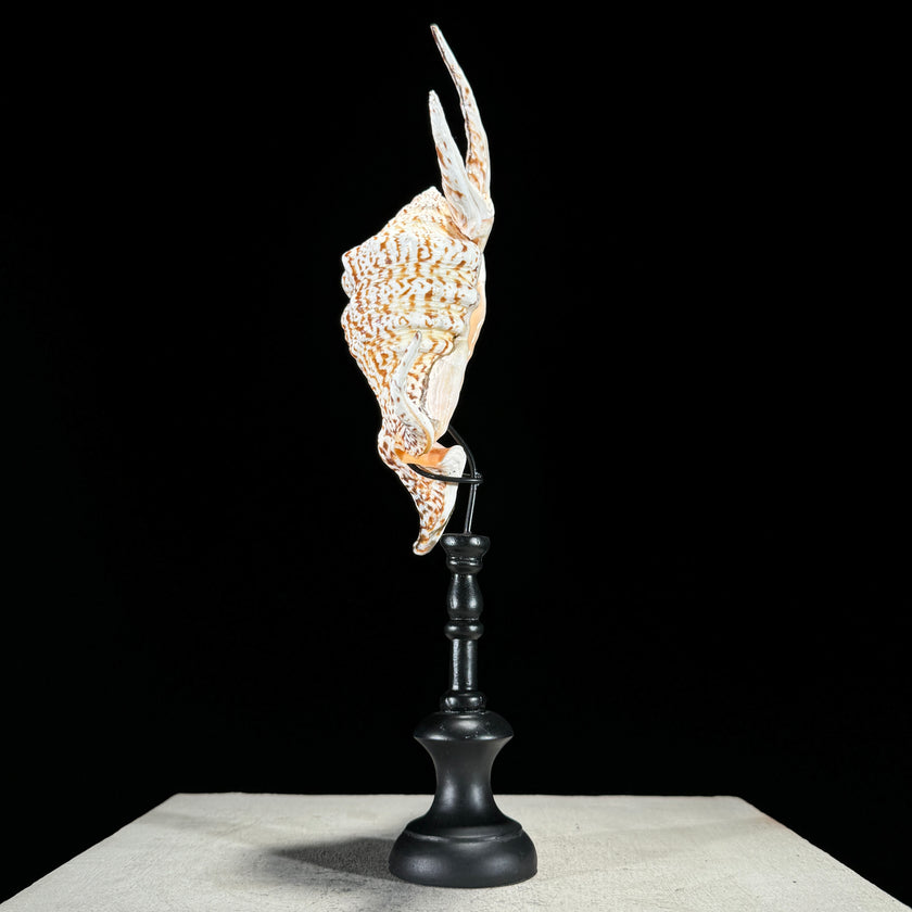 Spider Conch Shell on Stand -O2/352