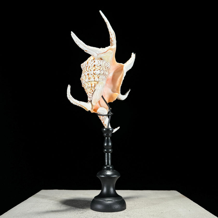 Spider Conch Shell on Stand -O2/352
