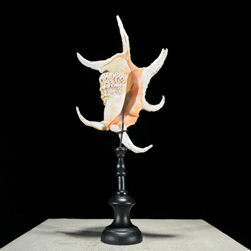 Spider Conch Shell on Stand -O2/352