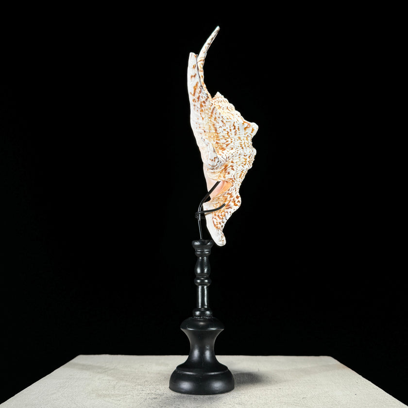 Spider Conch Shell on Stand -O2/352