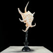 Spider Conch Shell on Stand -O2/352