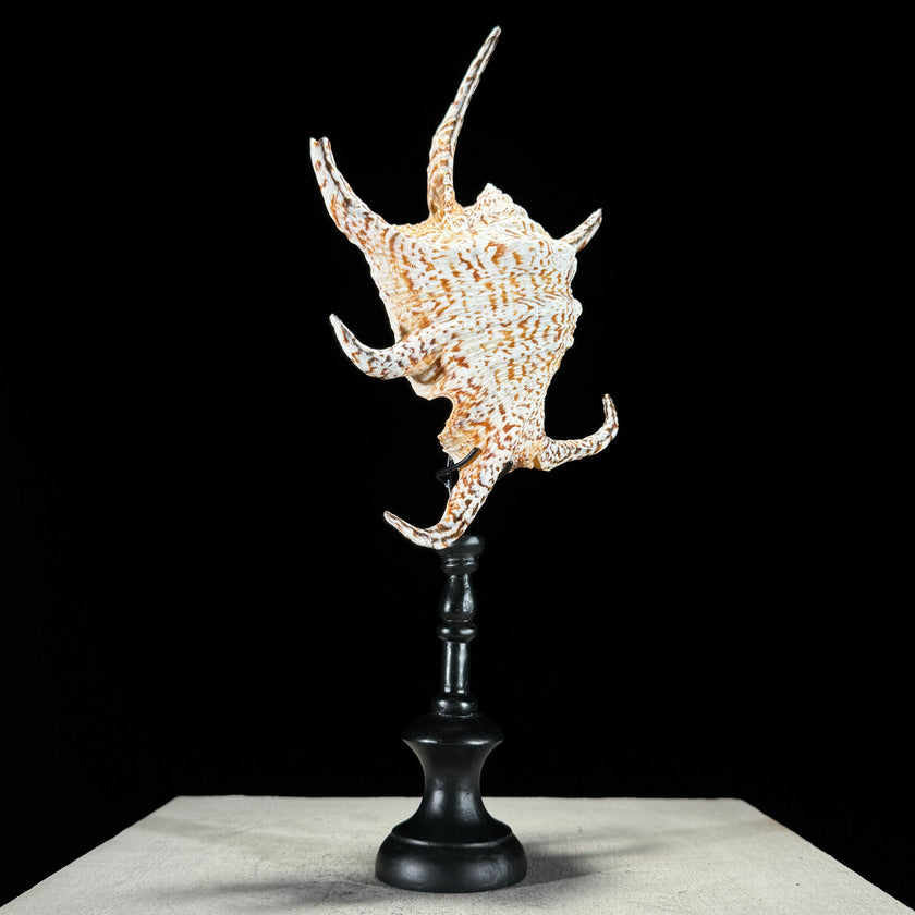 Spider Conch Shell on Stand -O2/352