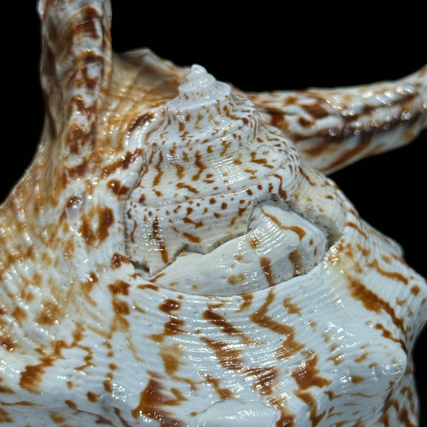 Spider Conch Shell on Stand -O2/352