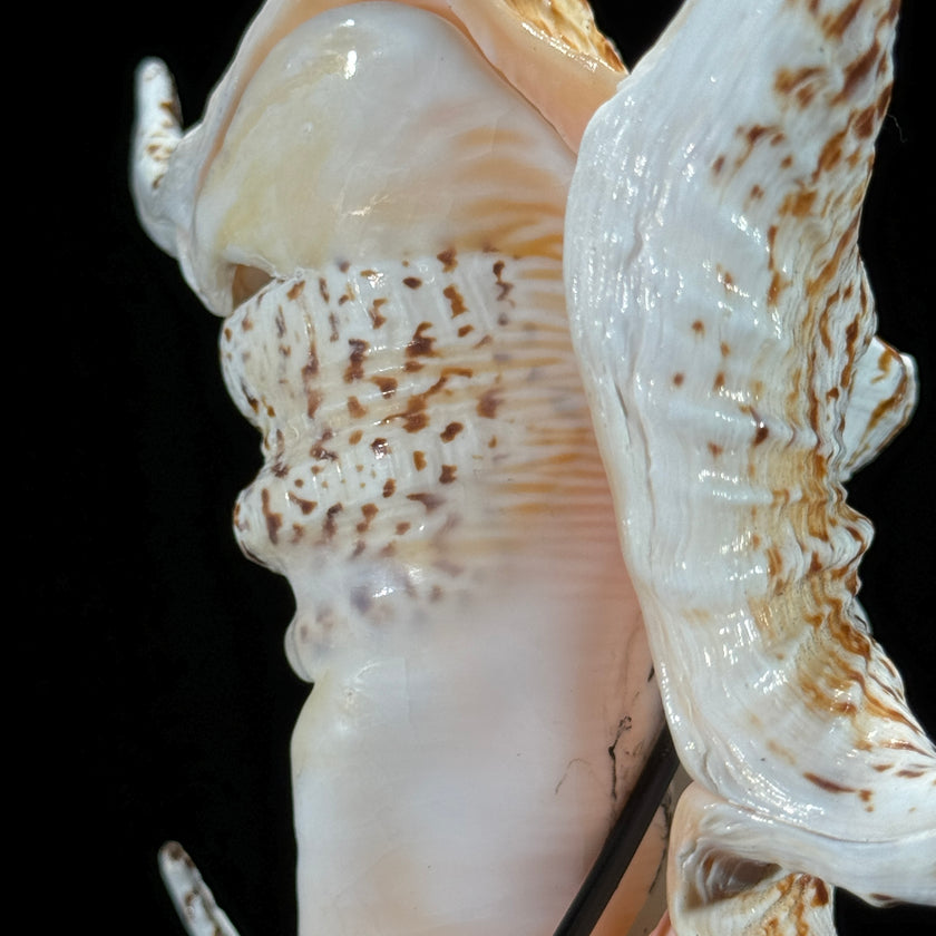 Spider Conch Shell on Stand -O2/352
