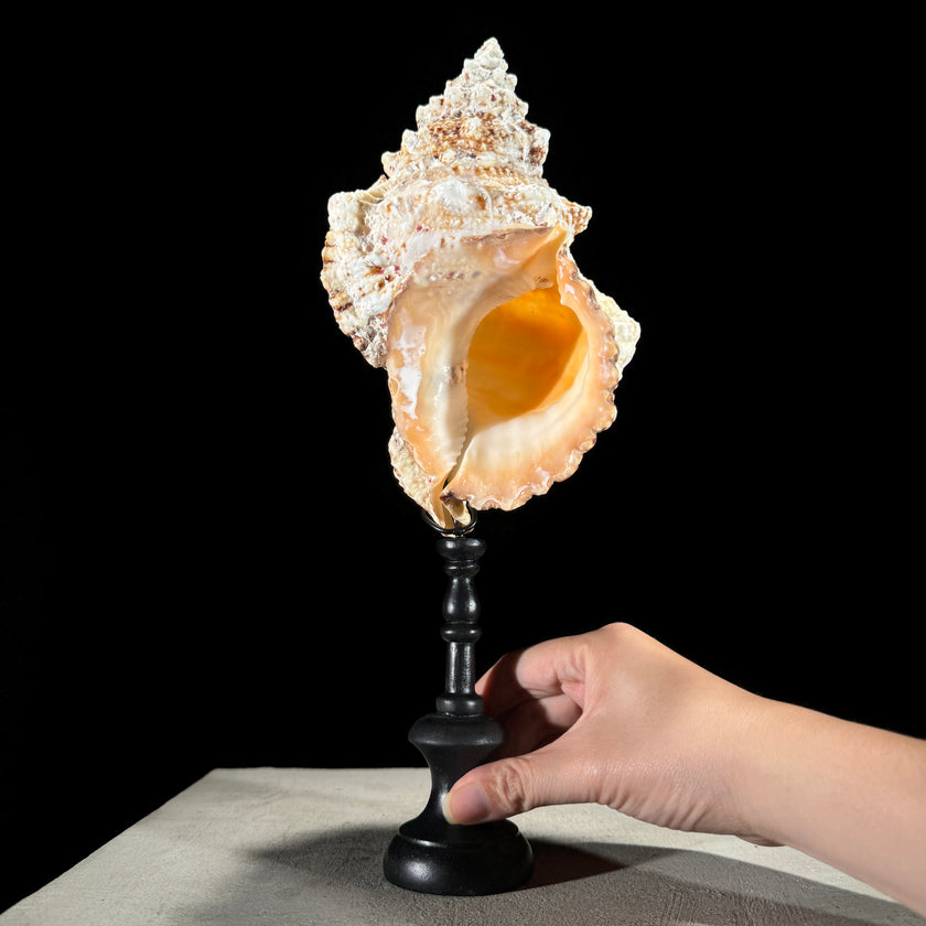 Golden Mouth Big Frog Snail Large Conch Shell-O2/371