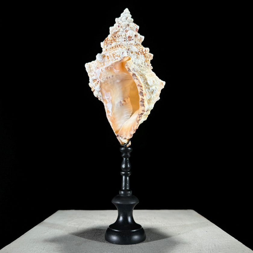 Golden Mouth Big Frog Snail Large Conch Shell-O2/371