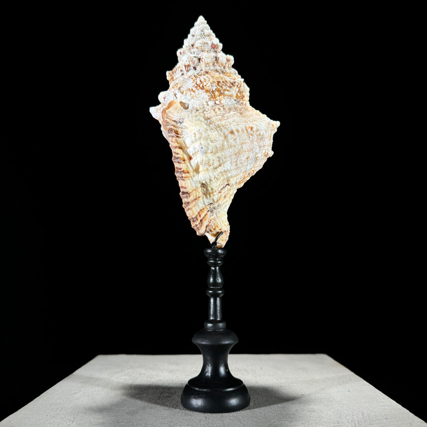 Golden Mouth Big Frog Snail Large Conch Shell-O2/371