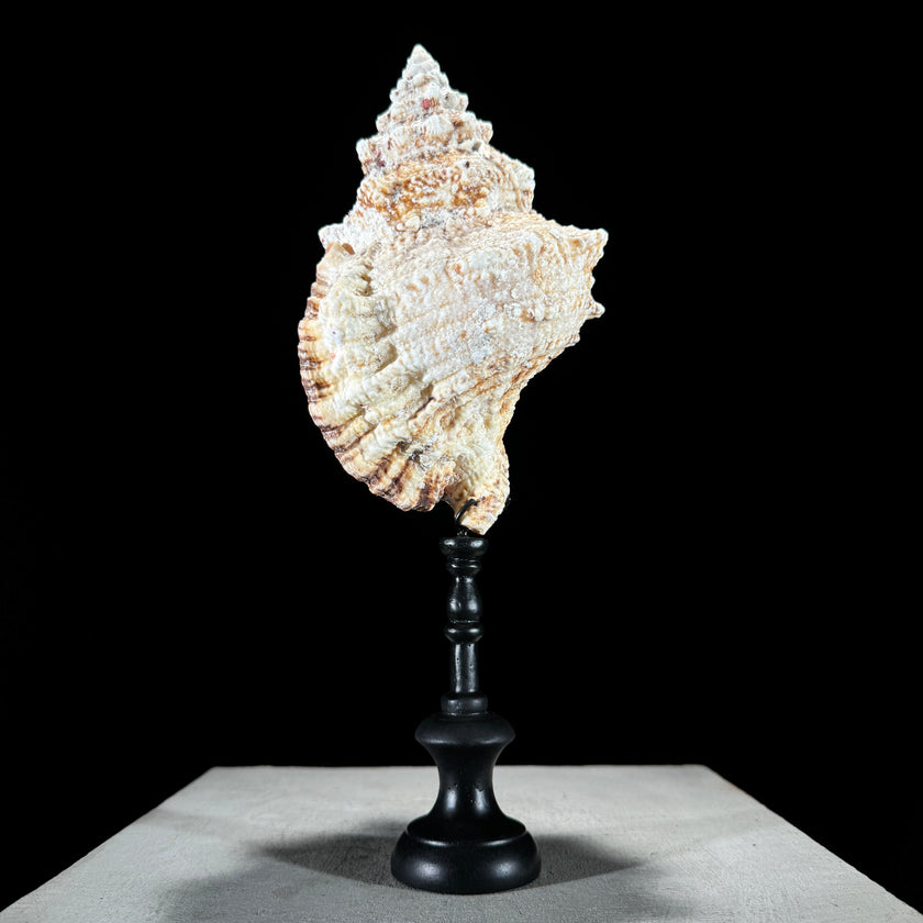 Golden Mouth Big Frog Snail Large Conch Shell-O2/371