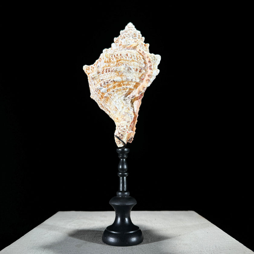 Golden Mouth Big Frog Snail Large Conch Shell-O2/371