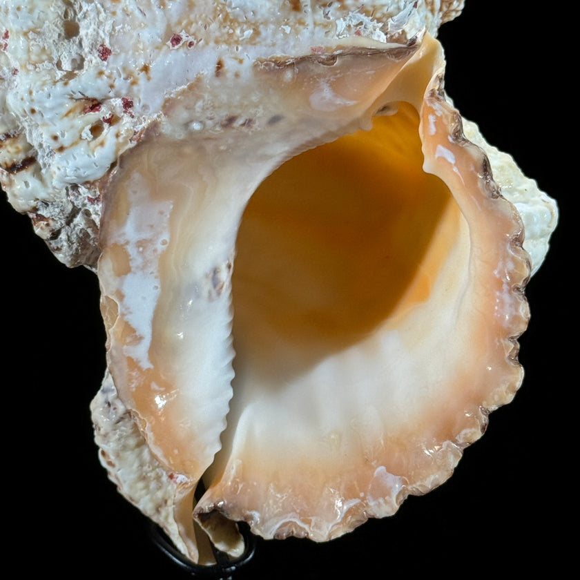 Golden Mouth Big Frog Snail Large Conch Shell-O2/371