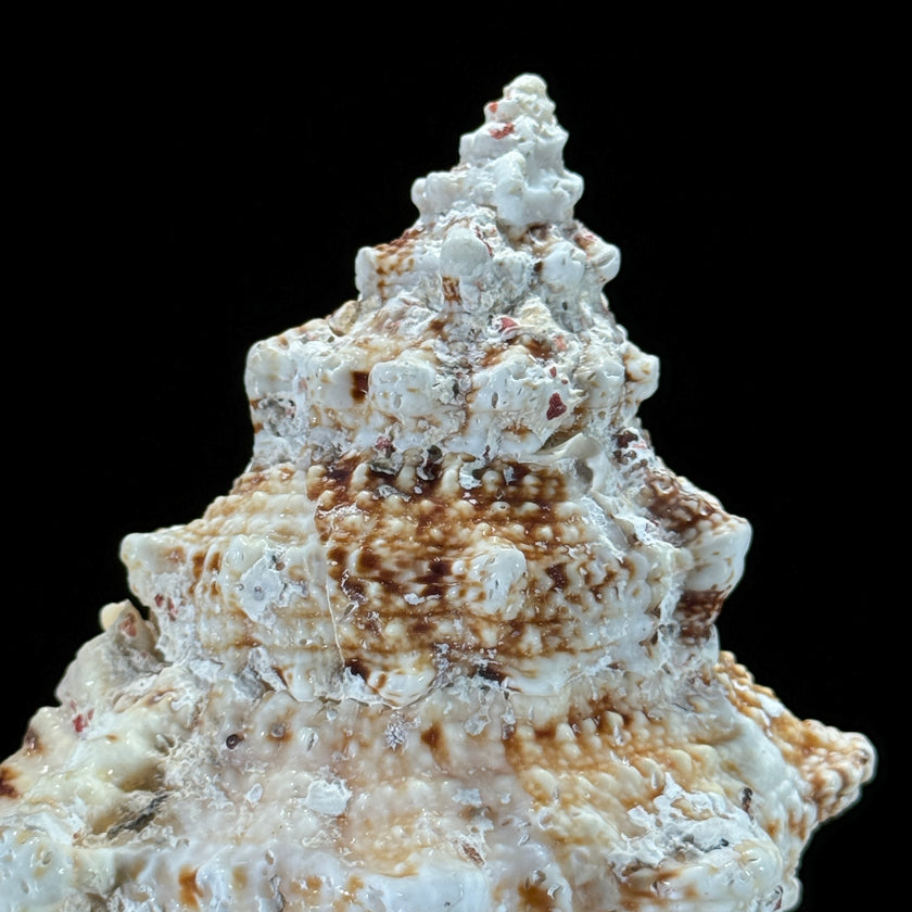 Golden Mouth Big Frog Snail Large Conch Shell-O2/371