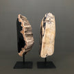 Full Polished Petrified Wood Freeform on a Custom Stand PetW/121