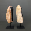 Full Polished Petrified Wood Freeform on a Custom Stand PetW/121