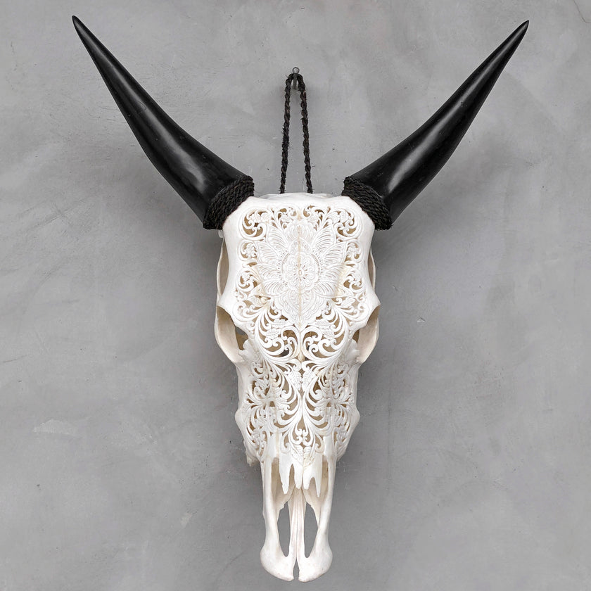 Real Carved Cow Skull 9M/039