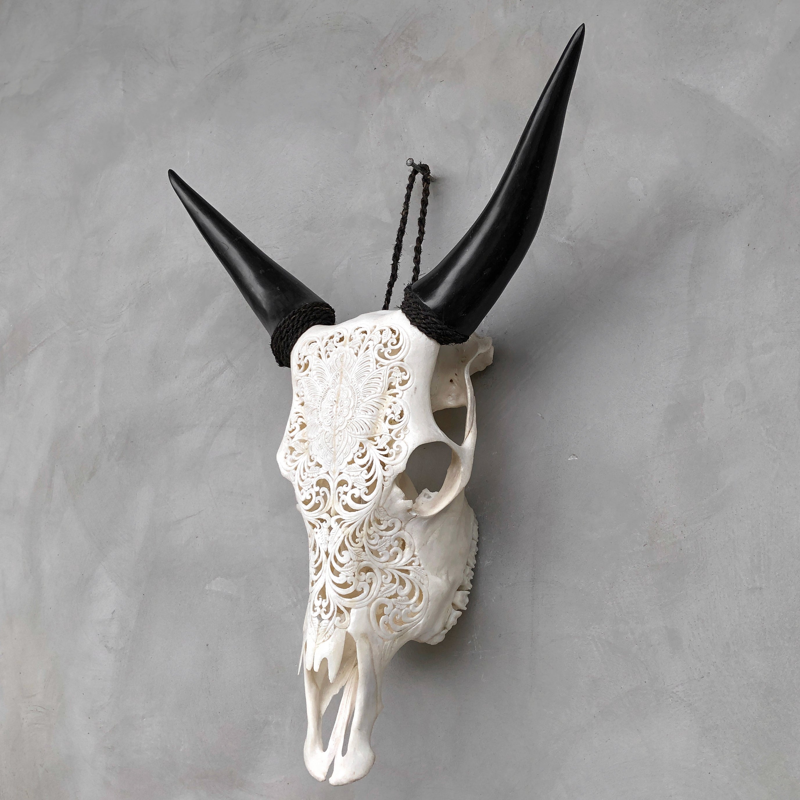 Real Carved Cow Skull 9M/039