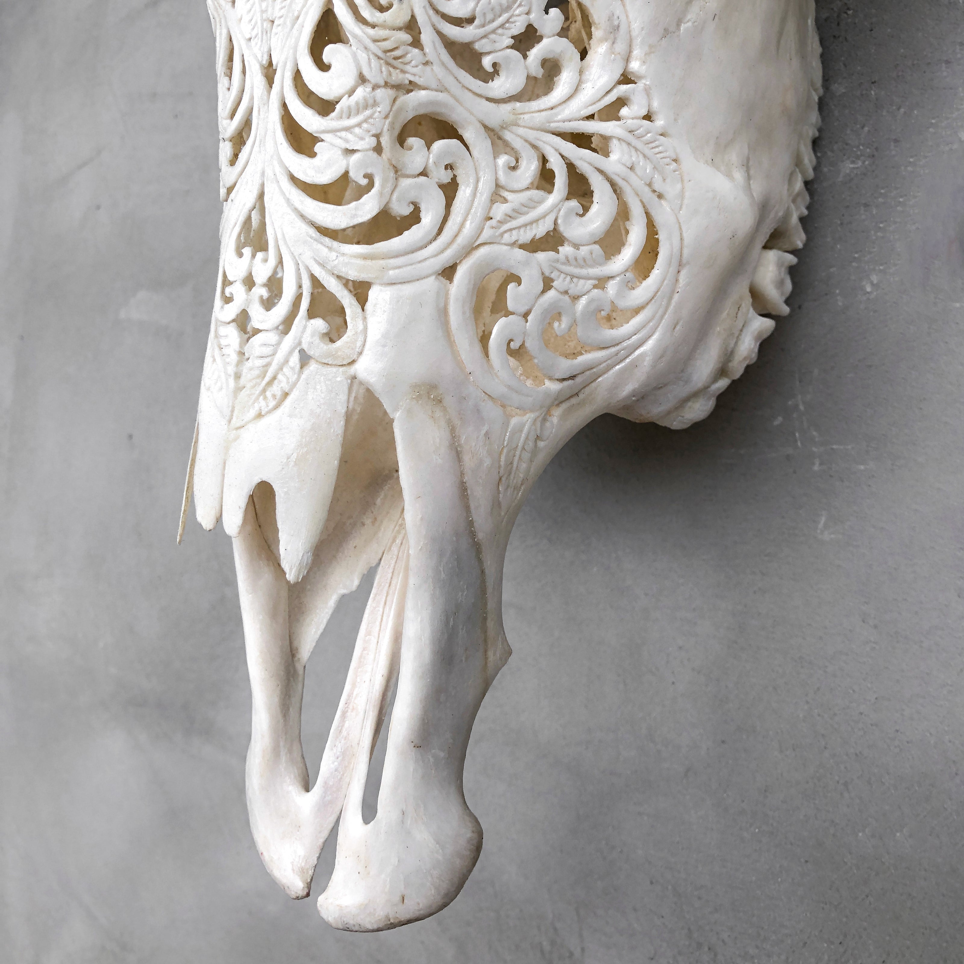 Real Carved Cow Skull 9M/039