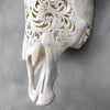 Real Carved Cow Skull 9M/039