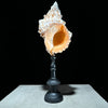Golden Mouth Big Frog Snail Large Conch Shell-X2/384