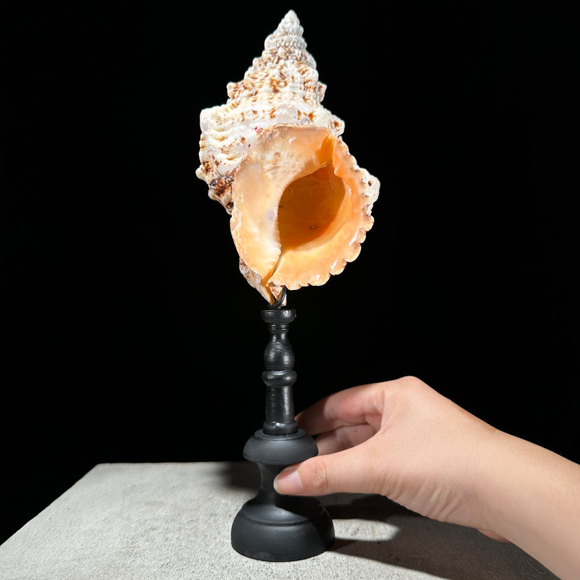 Golden Mouth Big Frog Snail Large Conch Shell-X2/384