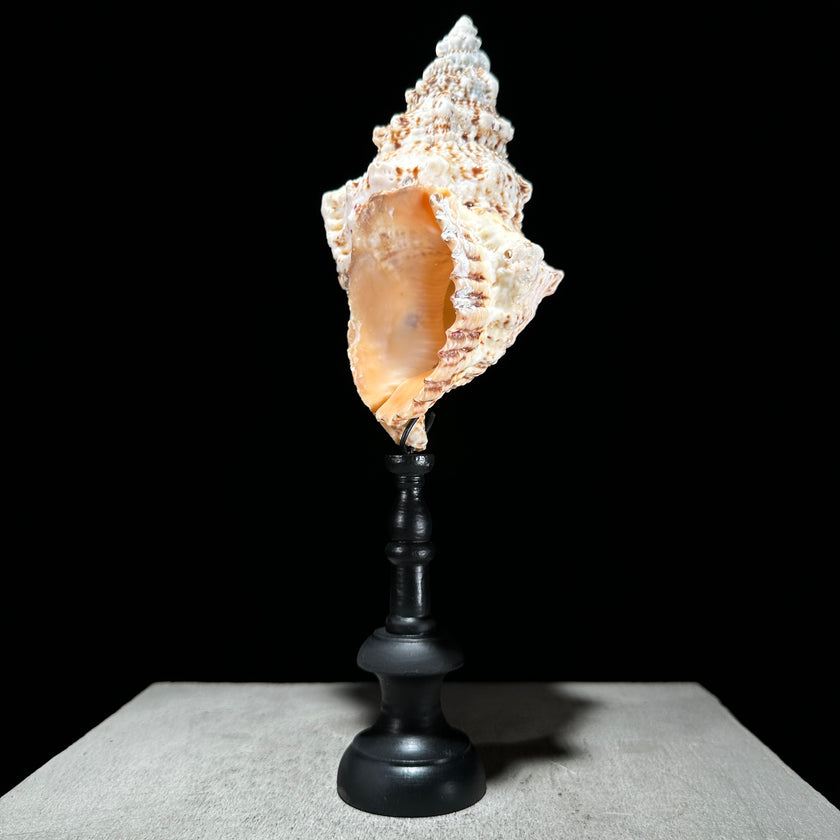 Golden Mouth Big Frog Snail Large Conch Shell-X2/384