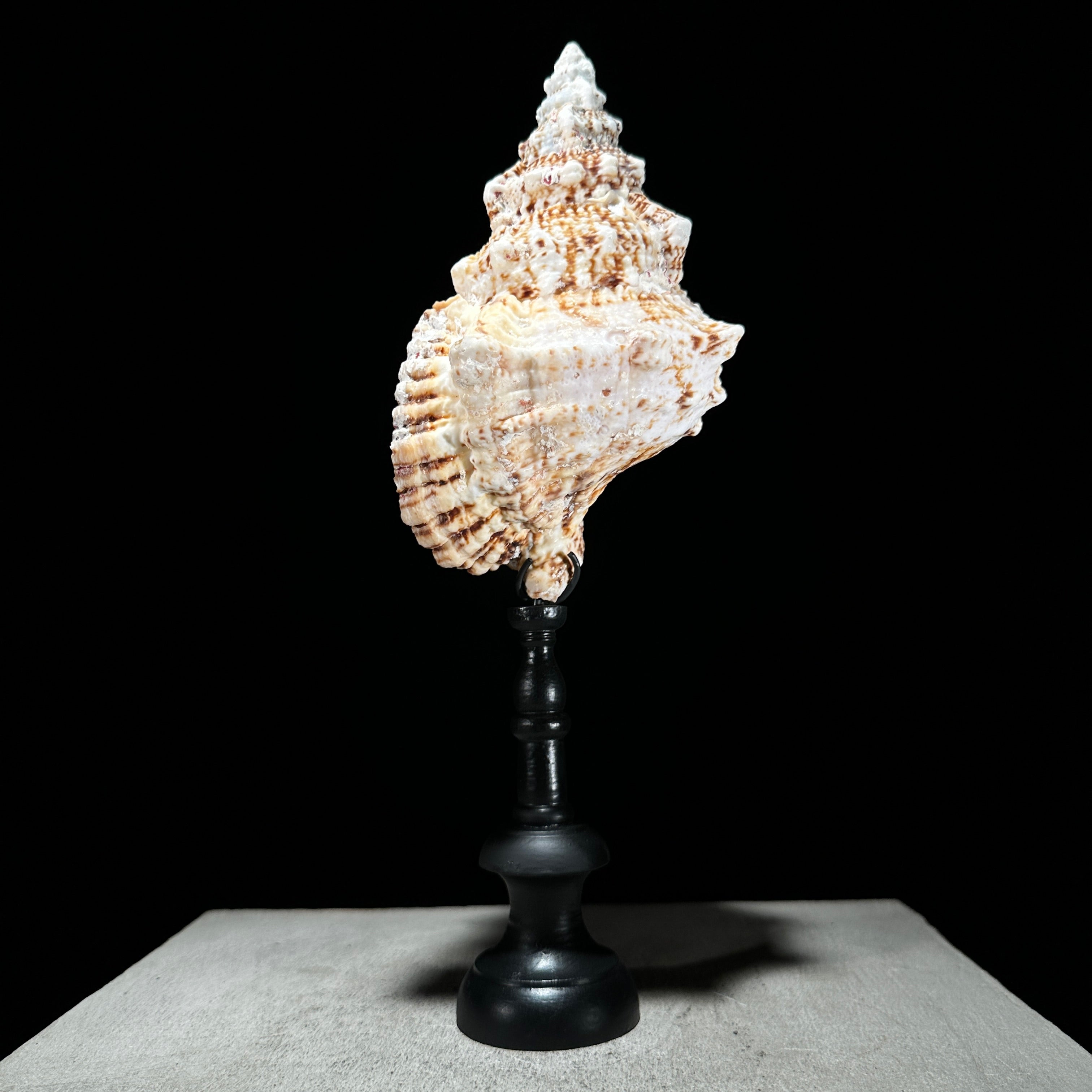 Golden Mouth Big Frog Snail Large Conch Shell-X2/384