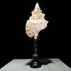 Golden Mouth Big Frog Snail Large Conch Shell-X2/384