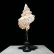 Golden Mouth Big Frog Snail Large Conch Shell-X2/384