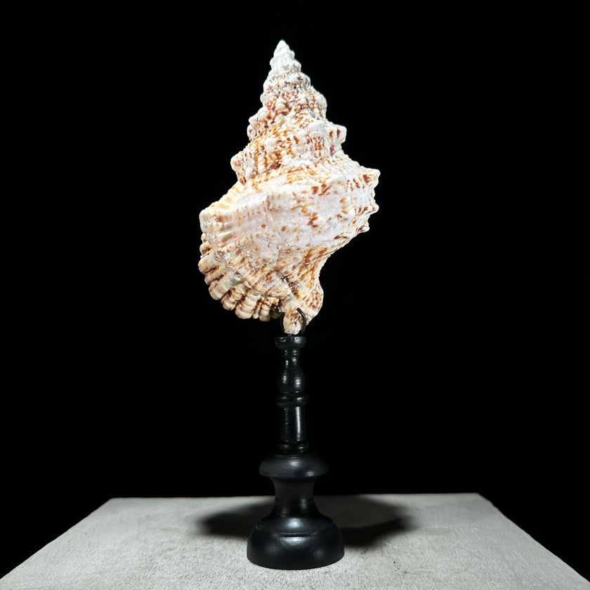 Golden Mouth Big Frog Snail Large Conch Shell-X2/384