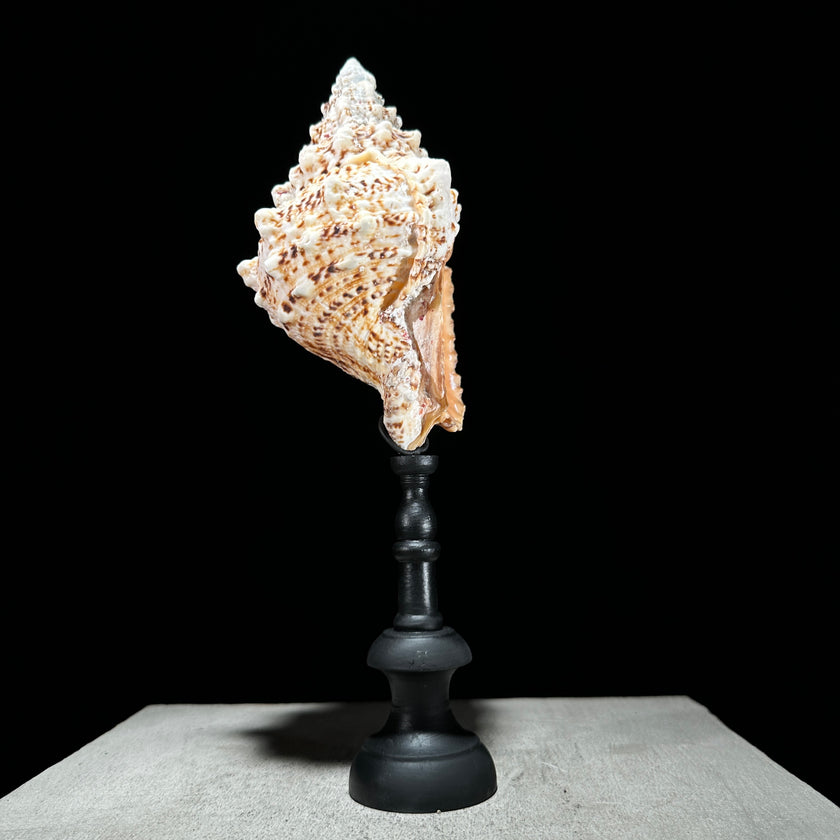 Golden Mouth Big Frog Snail Large Conch Shell-X2/384