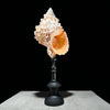 Golden Mouth Big Frog Snail Large Conch Shell-X2/384