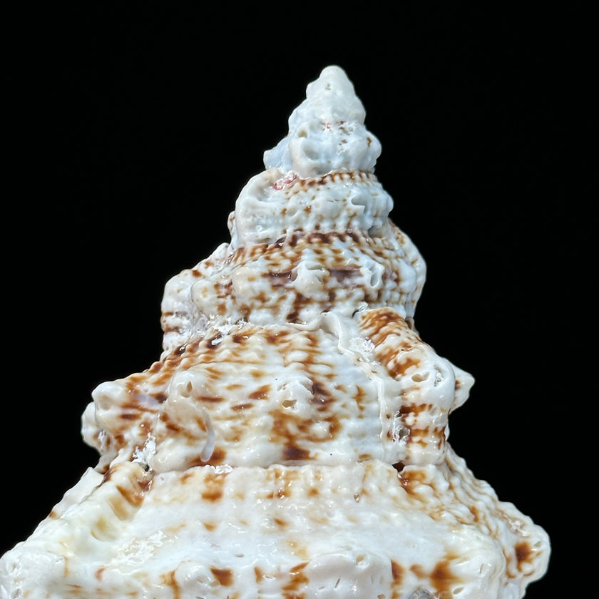 Golden Mouth Big Frog Snail Large Conch Shell-X2/384