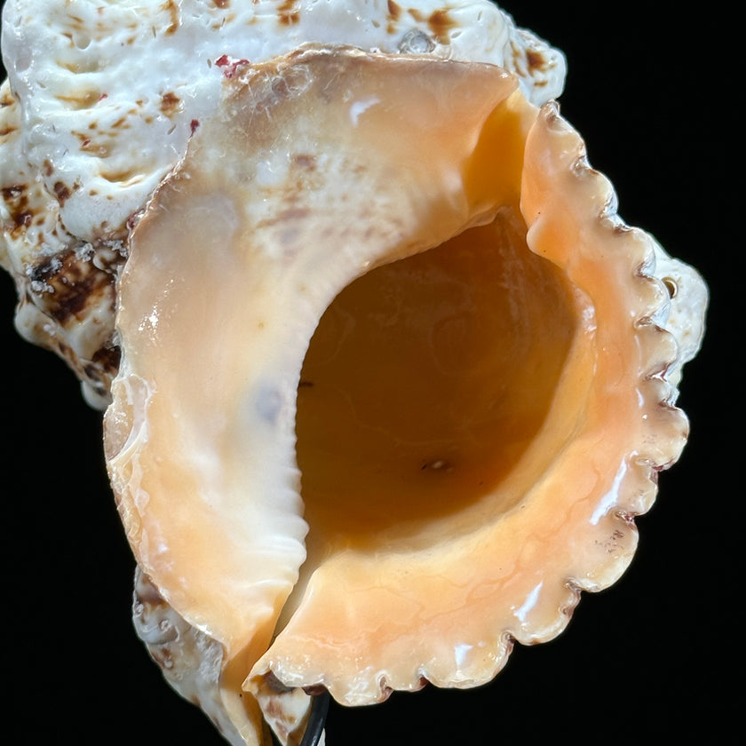 Golden Mouth Big Frog Snail Large Conch Shell-X2/384