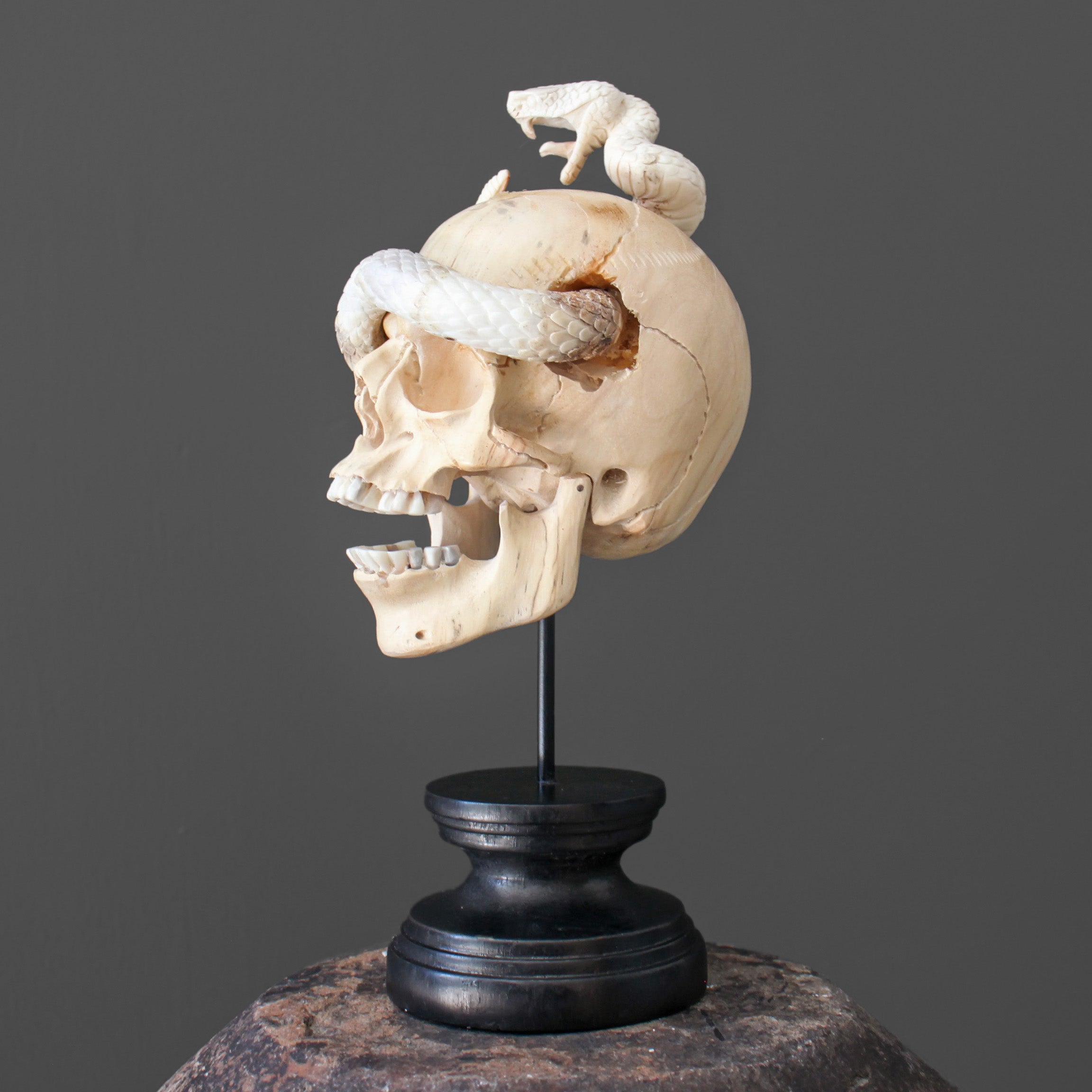 Tarmarind Wooden Skull With Snake Carving Antler - 7U/107