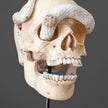 Tarmarind Wooden Skull With Snake Carving Antler - 7U/107