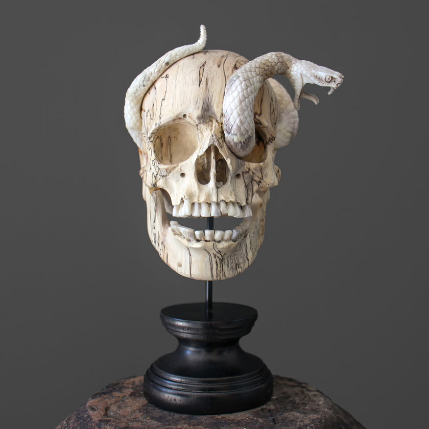Tarmarind Wooden Skull With Snake Carving Antler - 7X/107