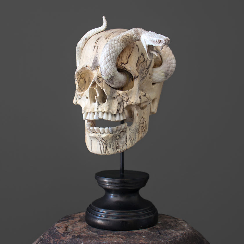 Tarmarind Wooden Skull With Snake Carving Antler - 7X/107
