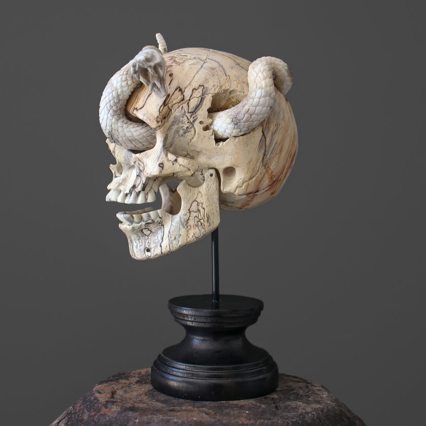 Tarmarind Wooden Skull With Snake Carving Antler - 7X/107