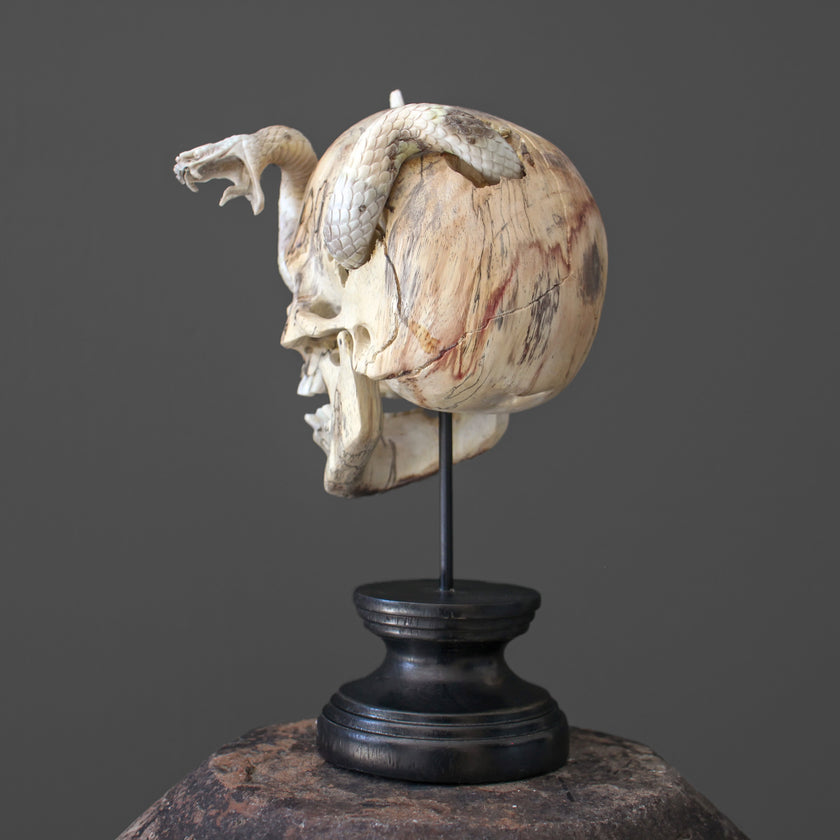 Tarmarind Wooden Skull With Snake Carving Antler - 7X/107