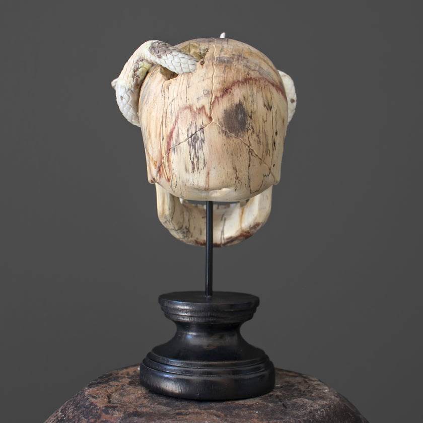 Tarmarind Wooden Skull With Snake Carving Antler - 7X/107