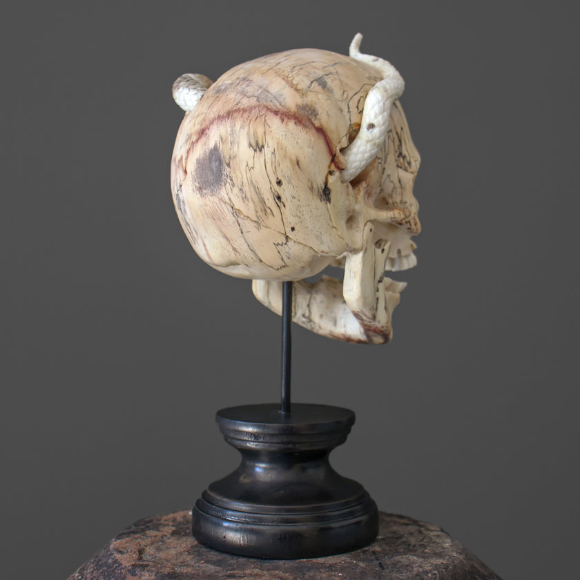Tarmarind Wooden Skull With Snake Carving Antler - 7X/107