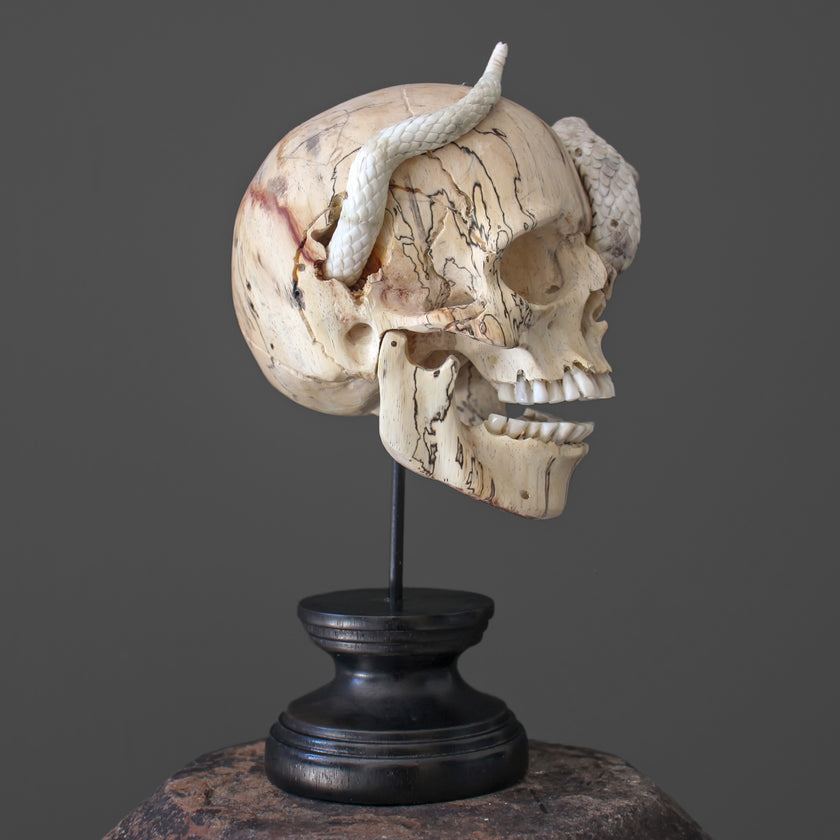 Tarmarind Wooden Skull With Snake Carving Antler - 7X/107