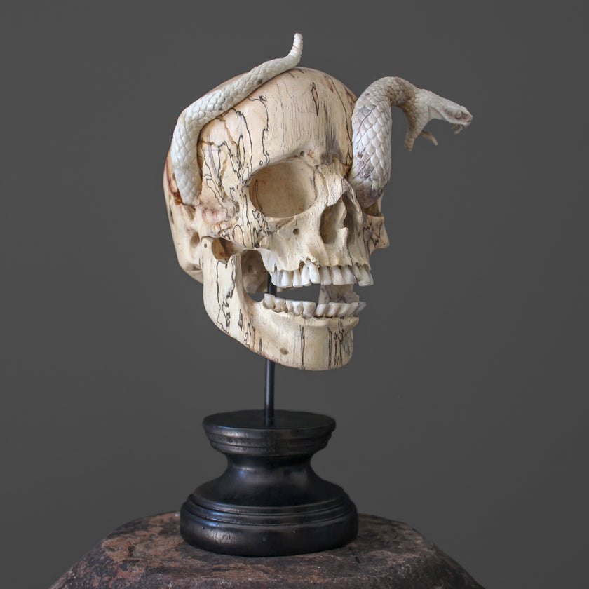 Tarmarind Wooden Skull With Snake Carving Antler - 7X/107