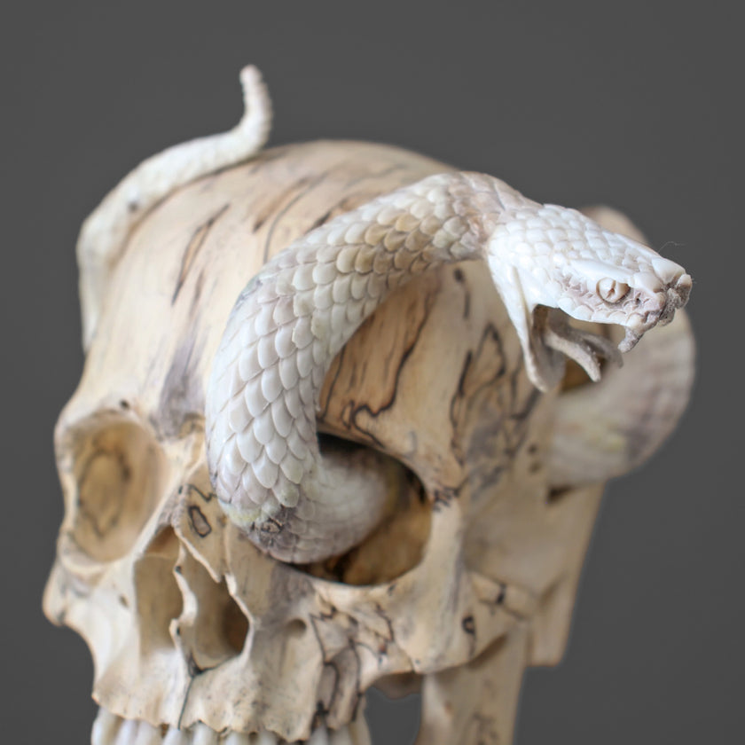 Tarmarind Wooden Skull With Snake Carving Antler - 7X/107