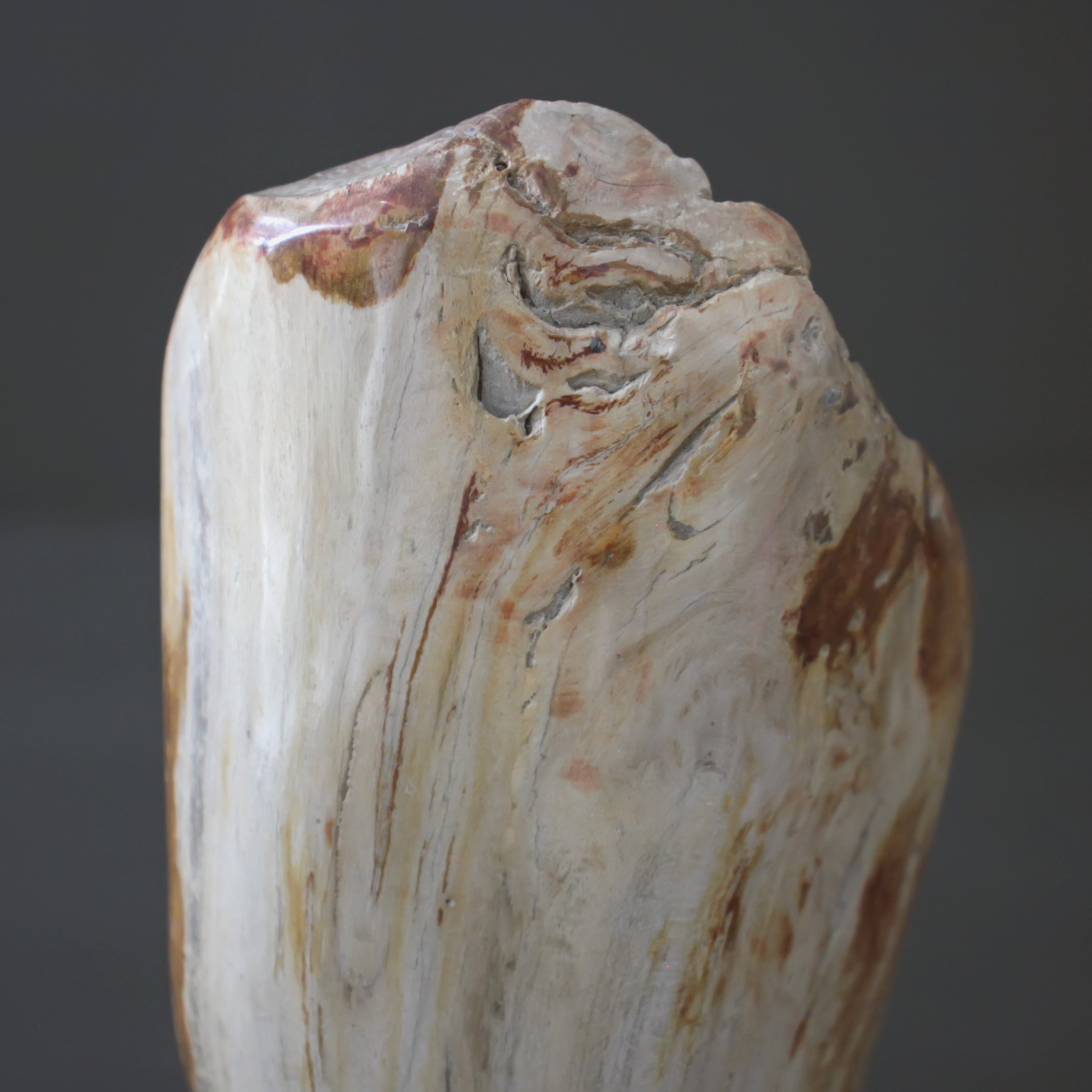 Polished Petrified Wood Freeform on a custom stand PetW/105