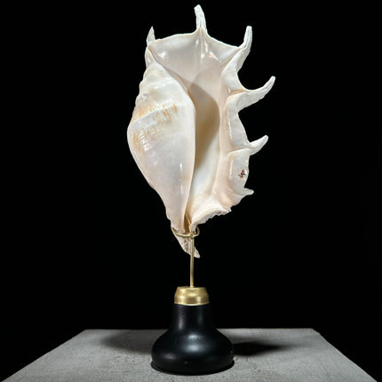 Spider Conch Shell on Stand -Z2/365