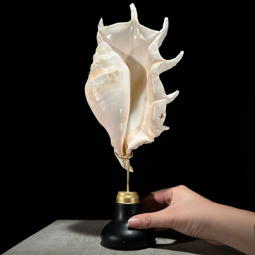 Spider Conch Shell on Stand -Z2/365