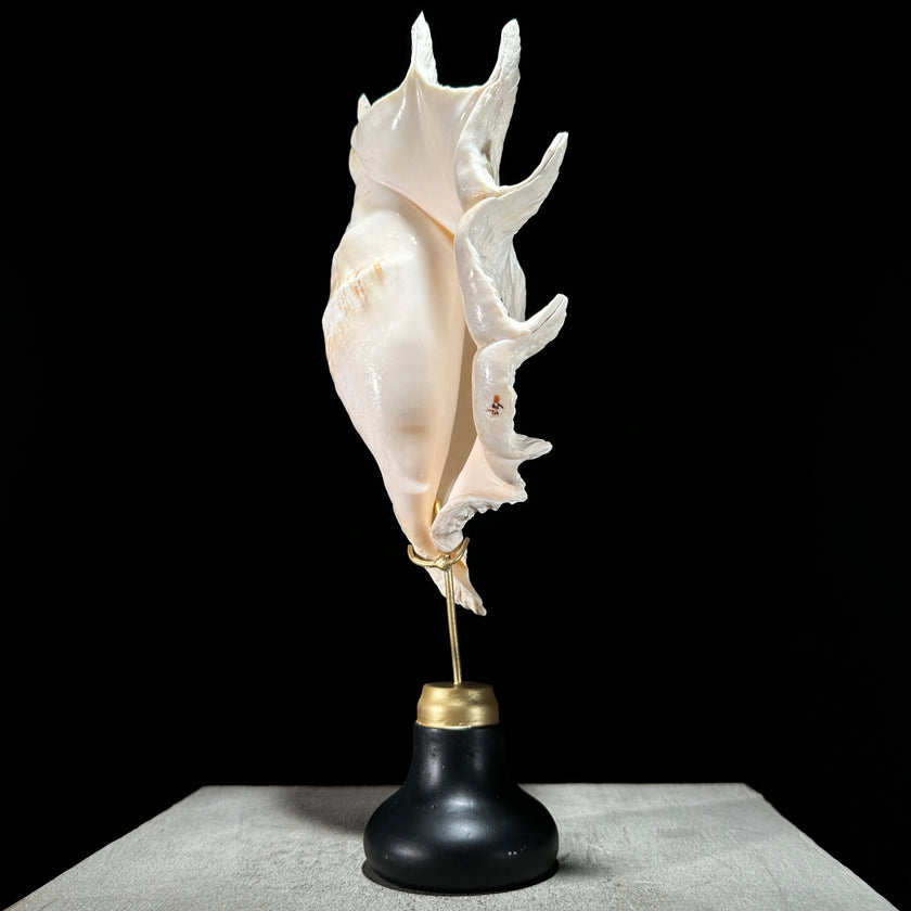 Spider Conch Shell on Stand -Z2/365