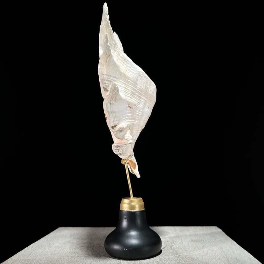 Spider Conch Shell on Stand -Z2/365