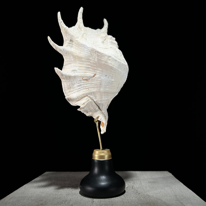 Spider Conch Shell on Stand -Z2/365
