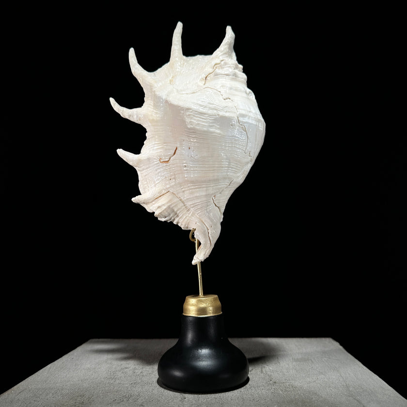 Spider Conch Shell on Stand -Z2/365